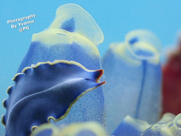 点击大图看下一张：Battangas channel