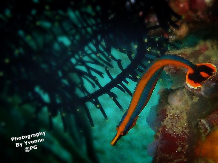 点击大图看下一张:Battangas channel