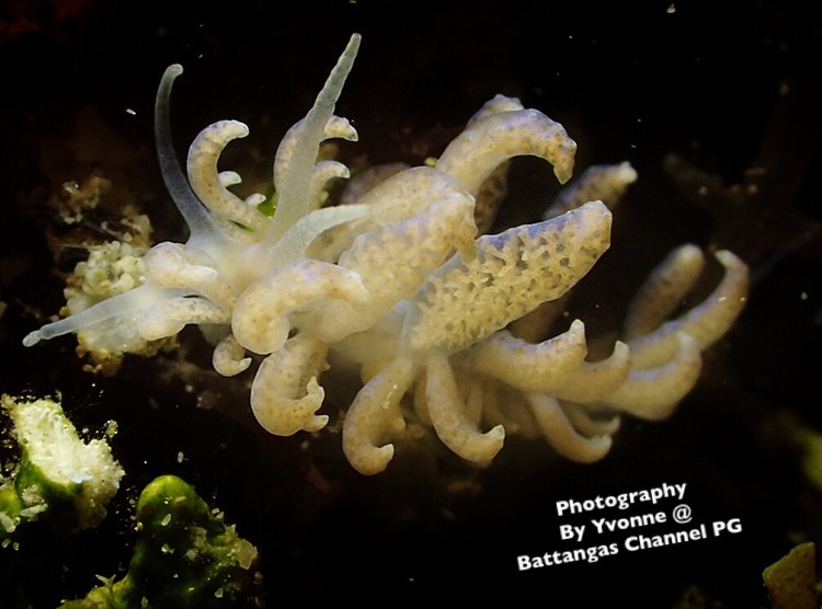 点击大图看下一张:Battangas channel