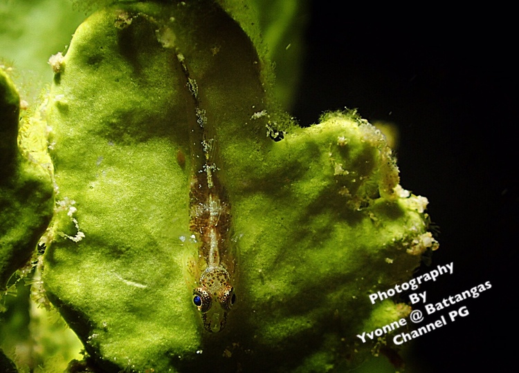 点击大图看下一张：Battangas channel