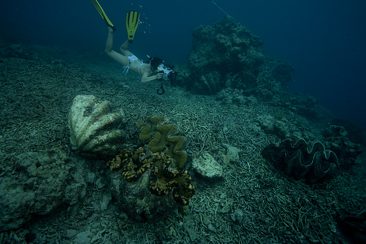 点击大图看下一张：帛琉-巨人蚌