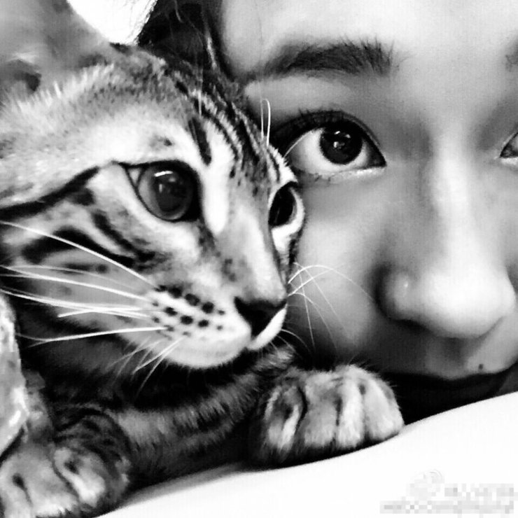 点击大图看下一张：吉克隽逸晒萌宠合照 抱喵星人比电眼大小