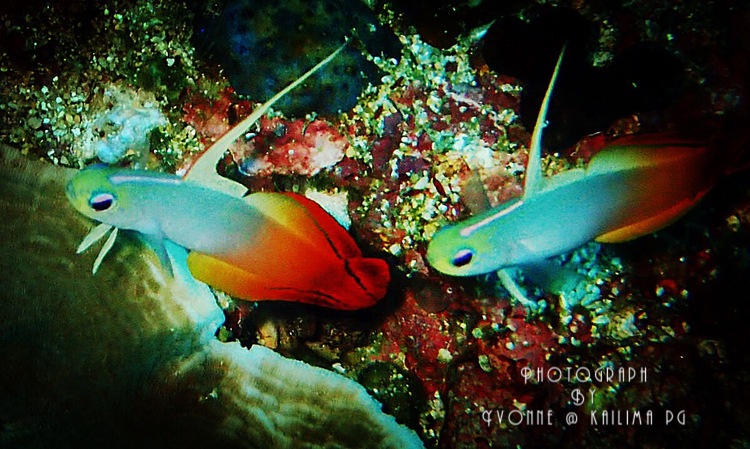 点击大图看下一张：Kailma海底