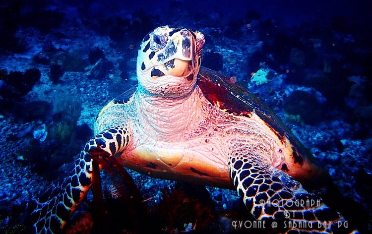 点击大图看下一张：sabang bay