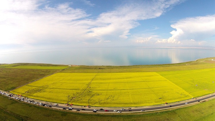 点击大图看下一张:海边的油菜花