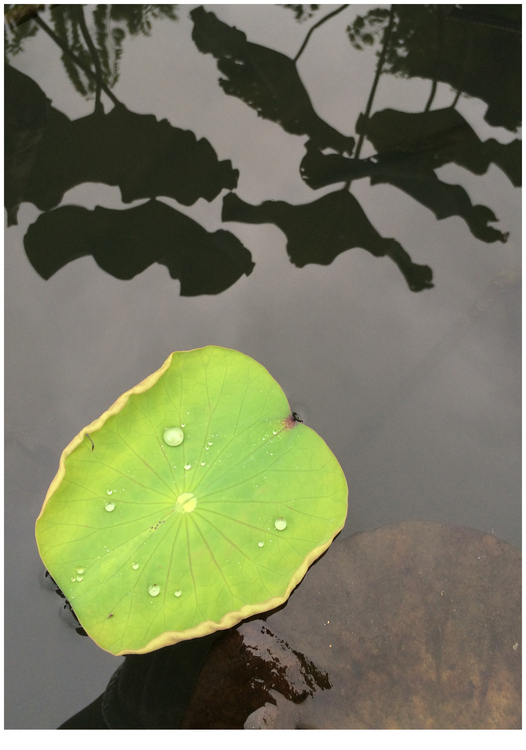 点击大图看下一张：影子世界