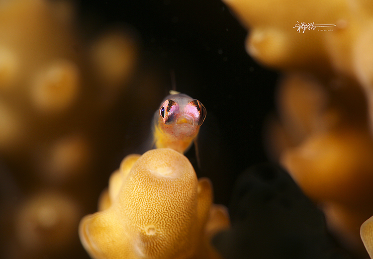 点击大图看下一张：Face To Face