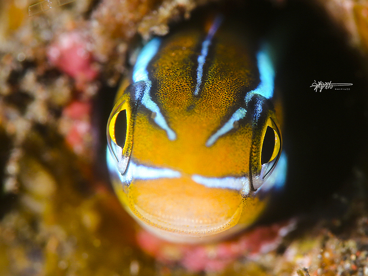 点击大图看下一张：Face To Face