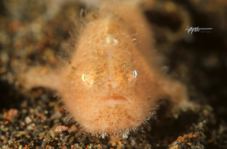 点击大图看下一张：Face To Face