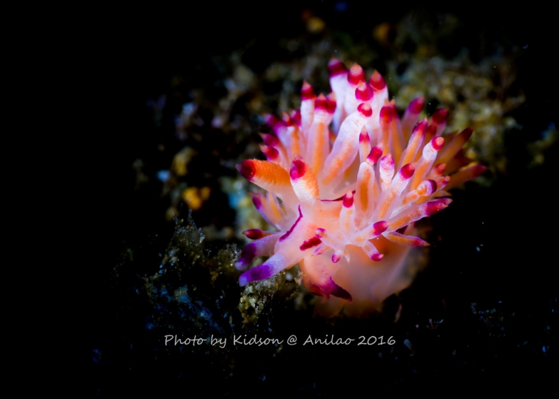 点击大图看下一张：和海里的兔子邂逅