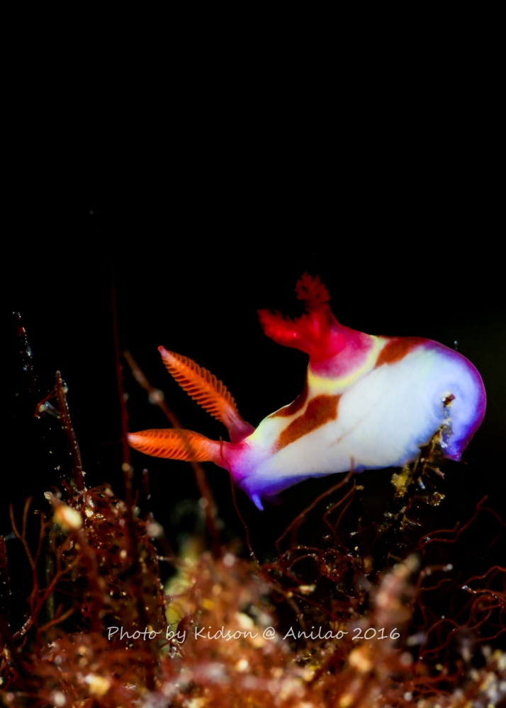 点击大图看下一张：和海里的兔子邂逅