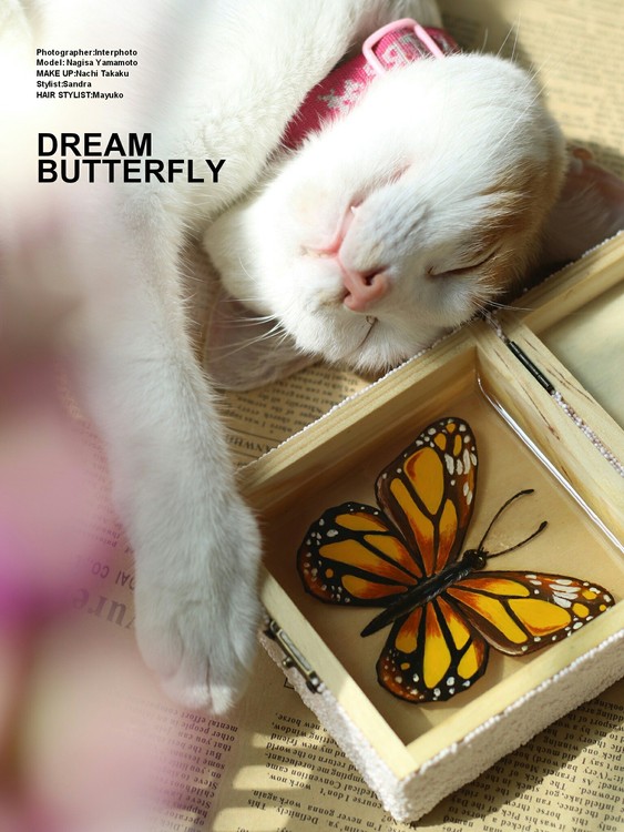 点击大图看下一张：小猫与蝴蝶
