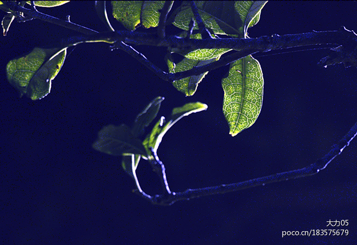 点击大图看下一张：路灯下房子与枝叶