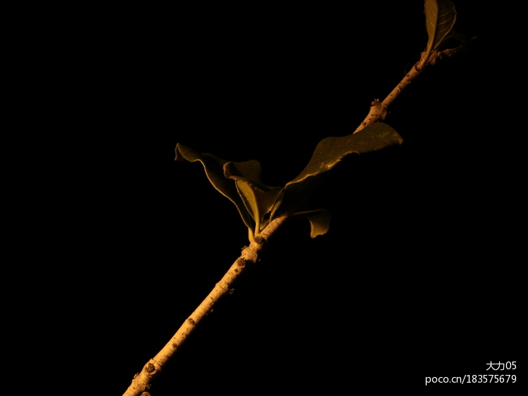 点击大图看下一张：路灯下房子与枝叶