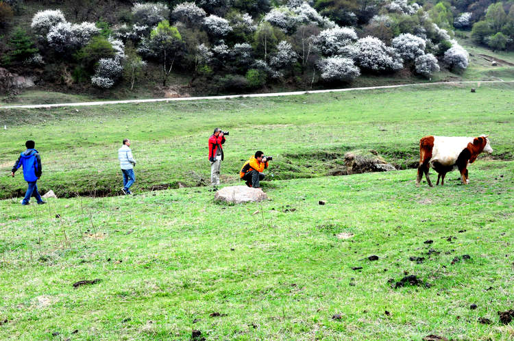 点击大图看下一张：关山草原