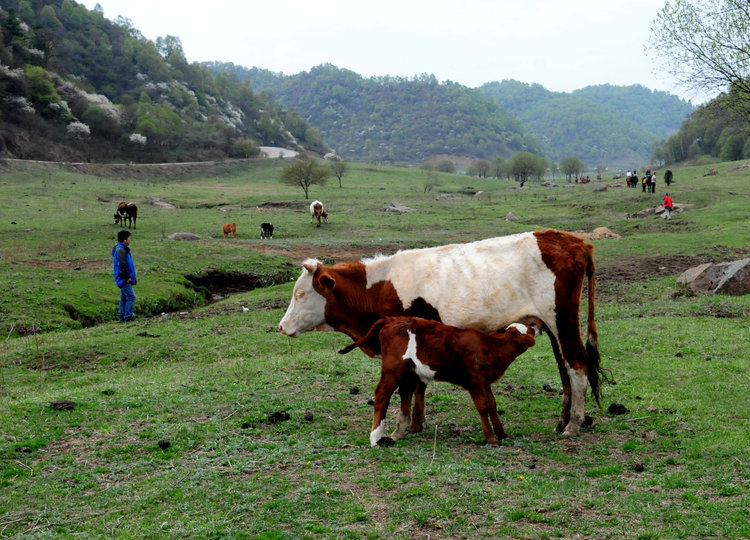 点击大图看下一张：关山草原