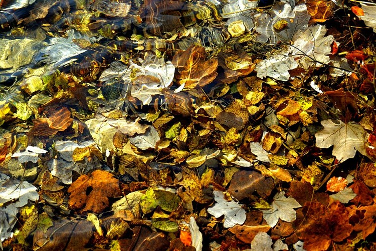 点击大图看下一张：追赶晚秋醉人叶落