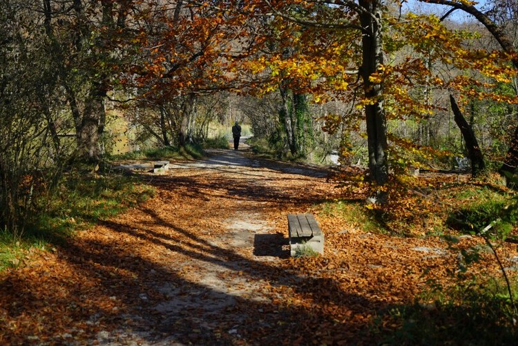 点击大图看下一张：追赶晚秋醉人叶落