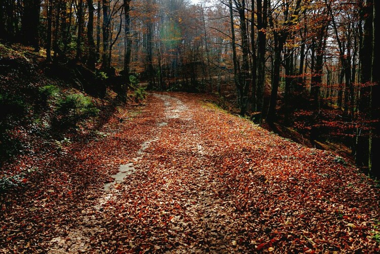 点击大图看下一张：追赶晚秋醉人叶落