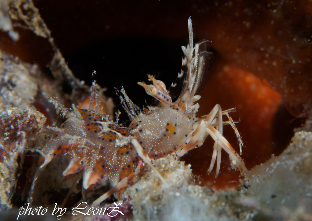 点击大图看下一张：阿尼洛的小东西们