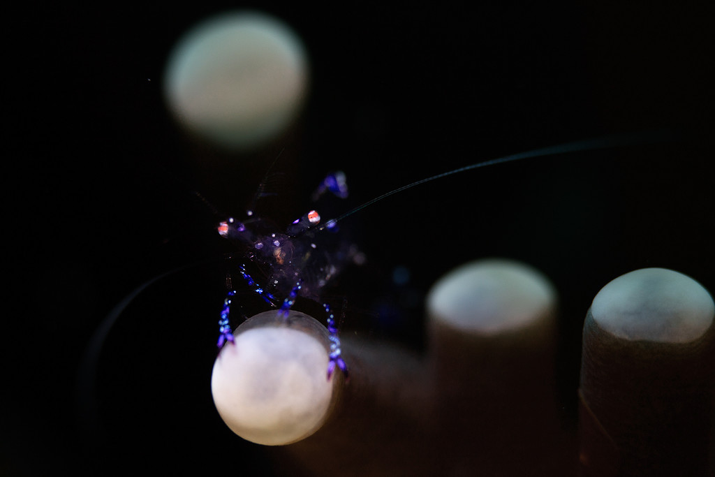 点击大图看下一张：微距天堂菲律宾阿尼罗