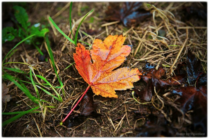 点击大图看下一张：片片枫叶情