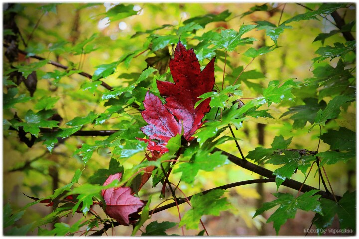 点击大图看下一张：片片枫叶情