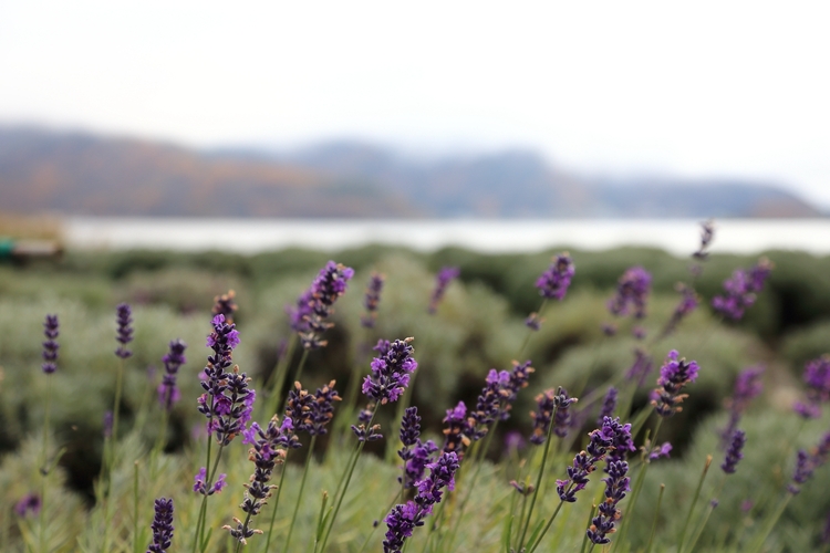 点击大图看下一张：游摄日本河口湖景