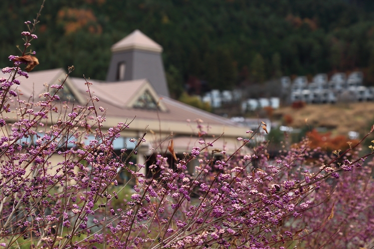 点击大图看下一张:游摄日本河口湖景
