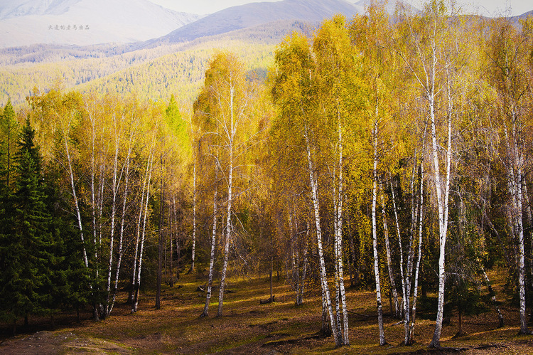 点击大图看下一张：北疆之秋