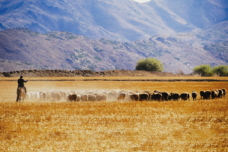 点击大图看下一张：北疆之秋