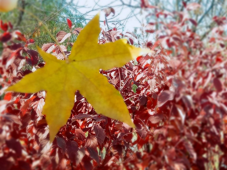 点击大图看下一张：大运河森林公园