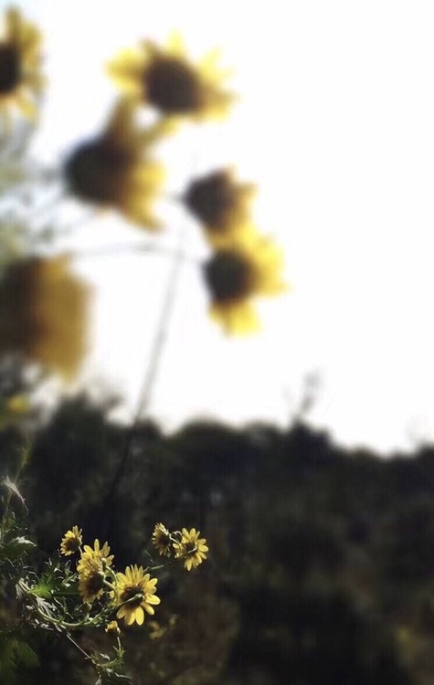 点击大图看下一张：逆光的野菊花