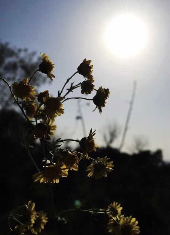 点击大图看下一张：逆光的野菊花