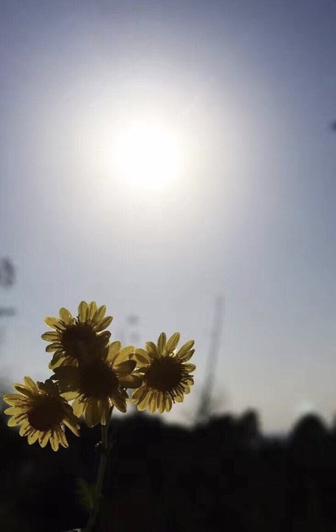 点击大图看下一张：逆光的野菊花