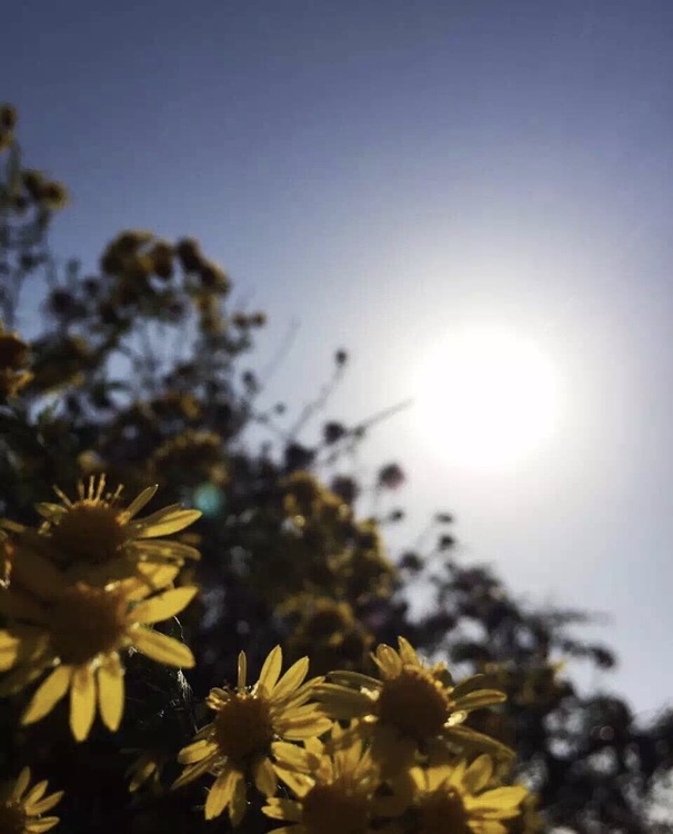 点击大图看下一张：逆光的野菊花