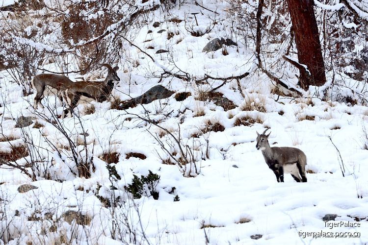 点击大图看下一张：秋末初冬之雪山之巅