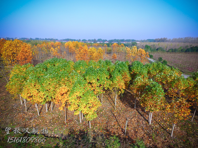 点击大图看下一张：花木大道