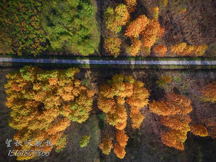 点击大图看下一张：花木大道