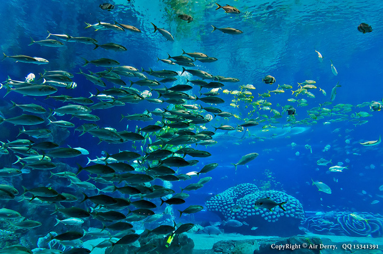 点击大图看下一张：珠海长隆海洋王国