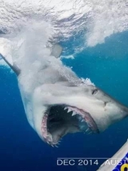 大白鲨零距离接触