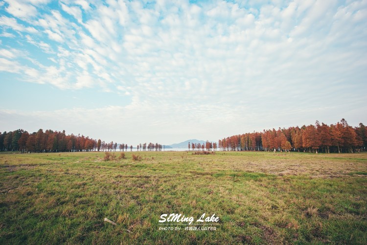 点击大图看下一张：四明湖红杉林