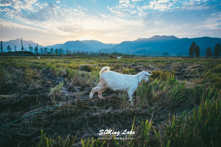 点击大图看下一张：四明湖红杉林