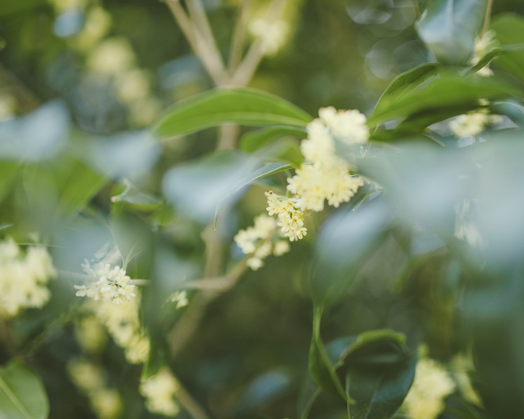 点击大图看下一张：甜甜桂花香