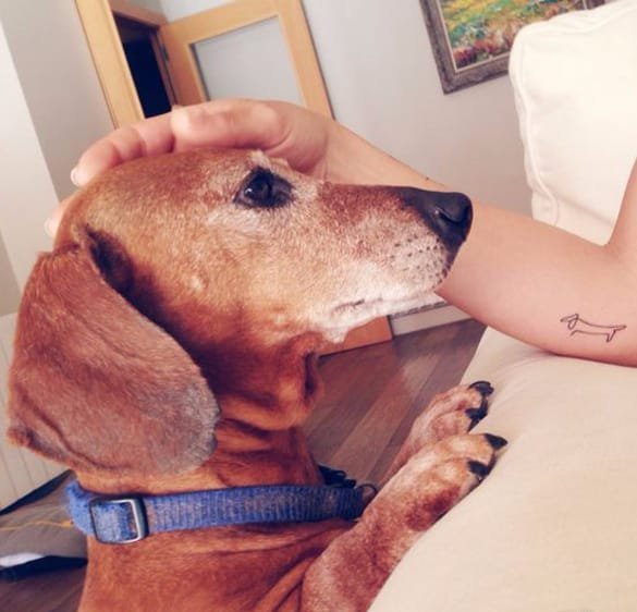 点击大图看下一张：可爱的宠物达克斯猎犬纹身图案