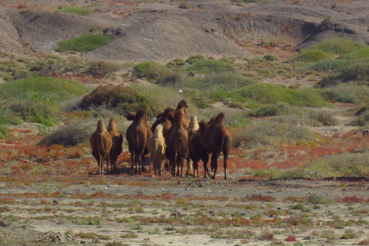 点击大图看下一张：戈壁滩的骆驼
