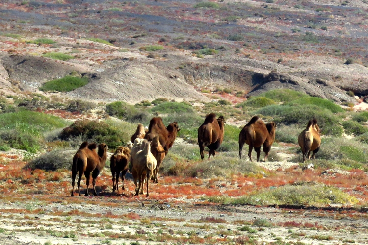 点击大图看下一张：戈壁滩的骆驼