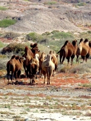 戈壁滩的骆驼