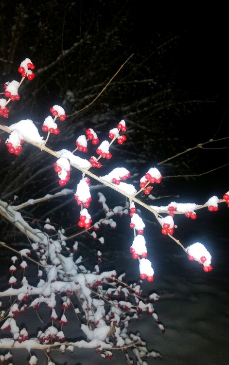 点击大图看下一张：小果雪花红