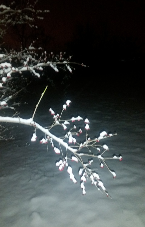 点击大图看下一张：小果雪花红